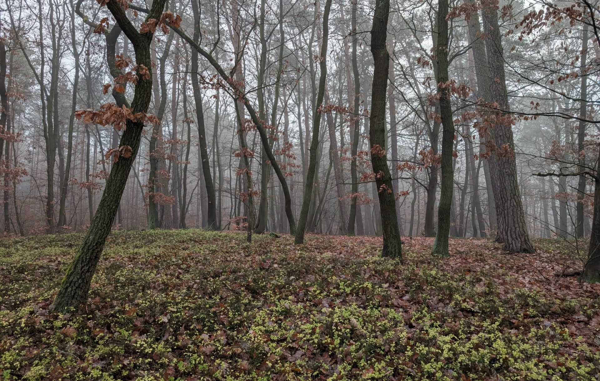 Komentovaná procházka lesem