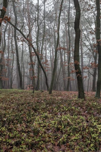 komentovanaprochazka